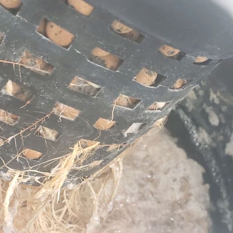 OG strain growlog timeline photo
