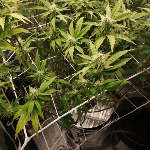 OG strain growlog timeline photo