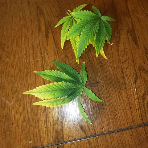 OG strain growlog timeline photo