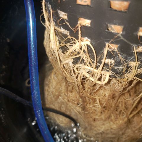 OG strain growlog timeline photo