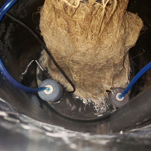 OG strain growlog timeline photo
