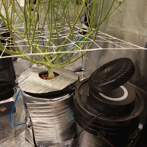 OG strain growlog timeline photo