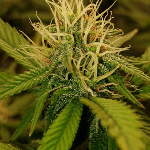 OG strain growlog timeline photo