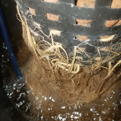 OG strain growlog timeline photo