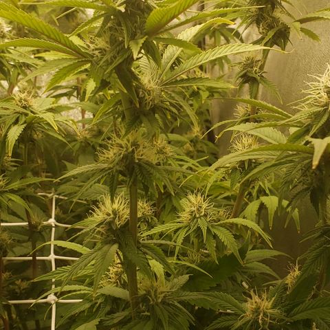 OG strain growlog timeline photo