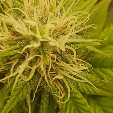 OG strain growlog timeline photo