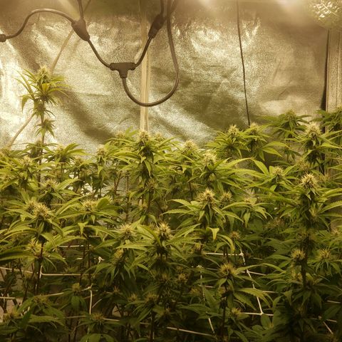 OG strain growlog timeline photo