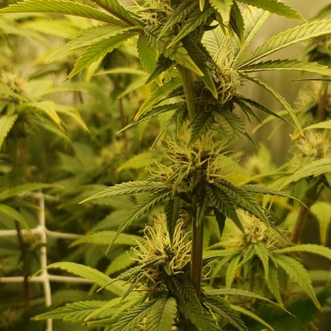 OG strain growlog timeline photo
