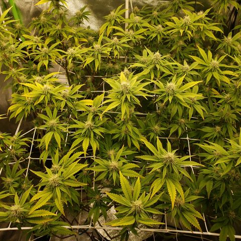 OG strain growlog timeline photo