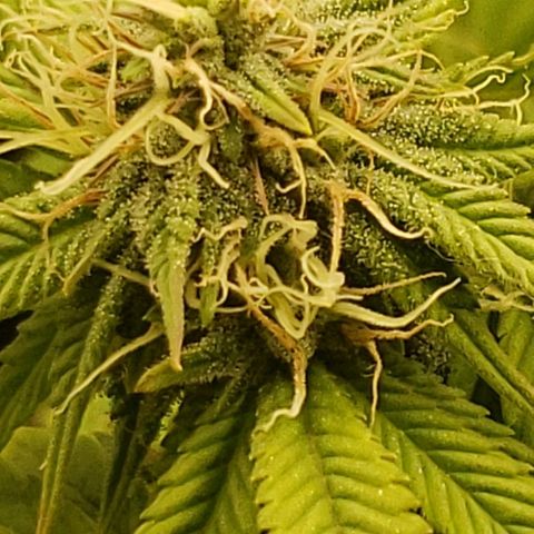 OG strain growlog timeline photo