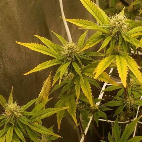 OG strain growlog timeline photo