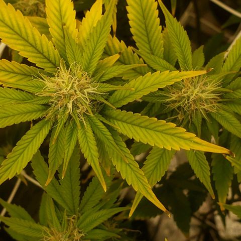 OG strain growlog timeline photo