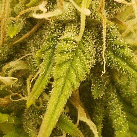 OG strain growlog timeline photo