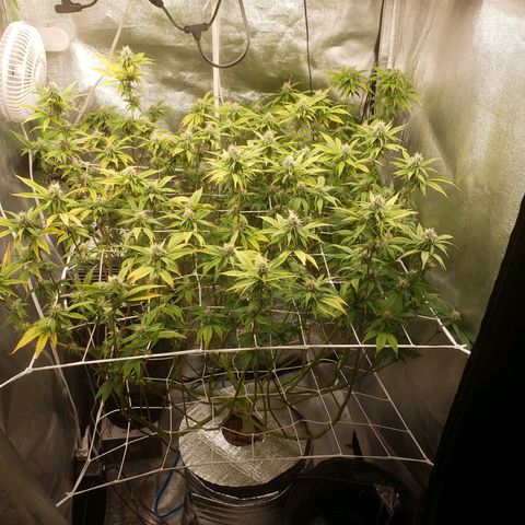 OG strain growlog timeline photo