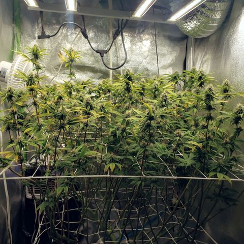 OG strain growlog timeline photo