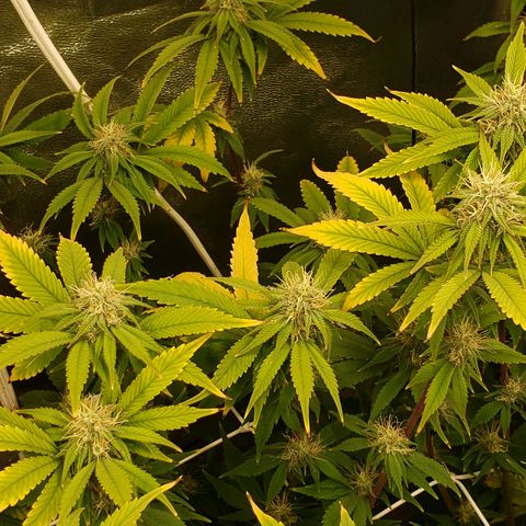OG strain growlog timeline photo