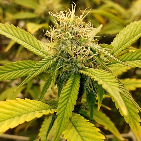 OG strain growlog timeline photo