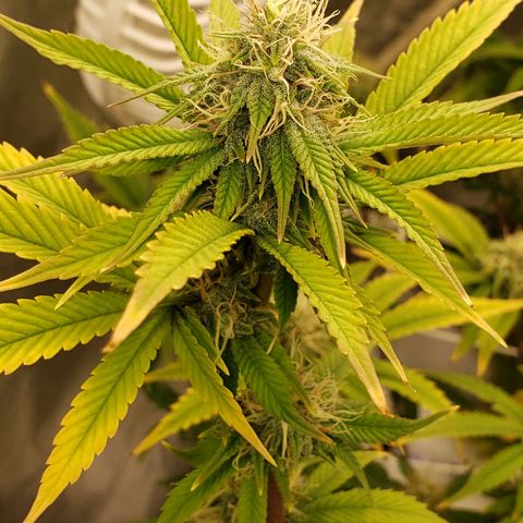 OG strain growlog timeline photo