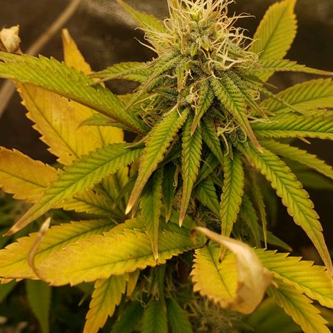 OG strain growlog timeline photo