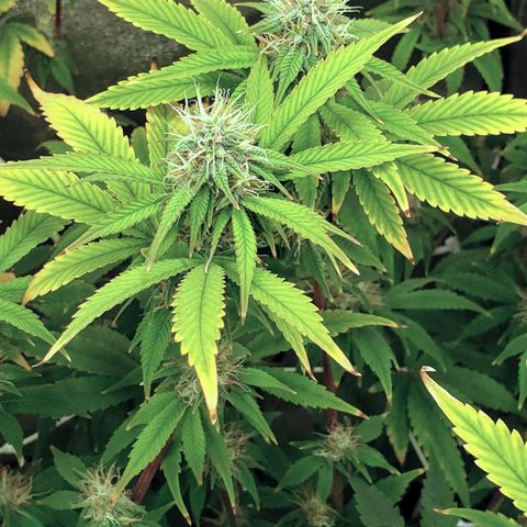 OG strain growlog timeline photo