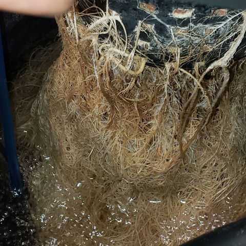 OG strain growlog photo: My roots recovered very well after no oxygen issues 🤪😃