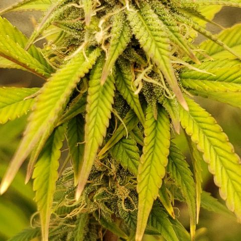 OG strain growlog photo: Frosty 