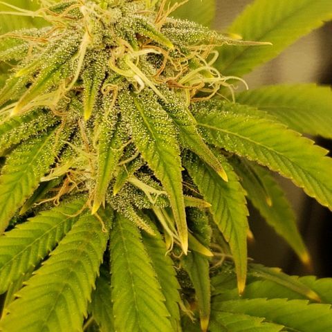 OG strain growlog photo: Frosty 
