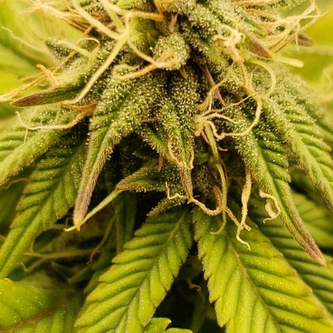 OG strain growlog photo: Frosty 
