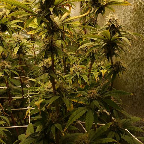 OG strain growlog timeline photo