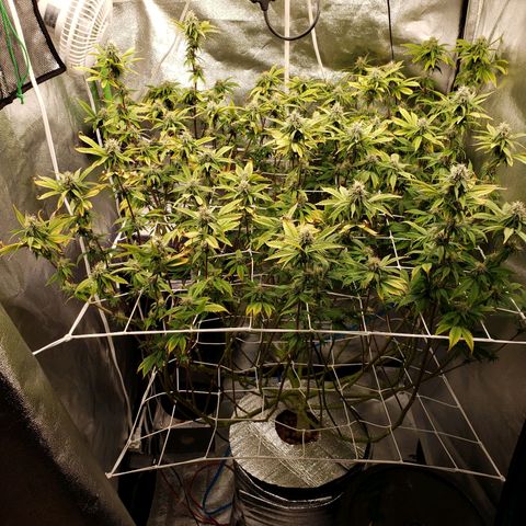 OG strain growlog timeline photo
