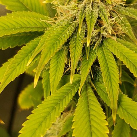 OG strain growlog photo: Frosty 