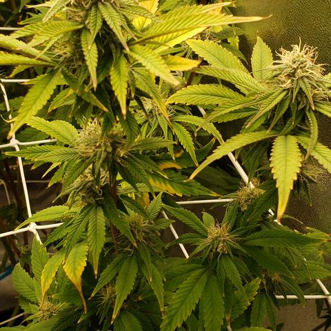 OG strain growlog timeline photo