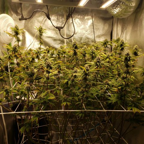 OG strain growlog timeline photo