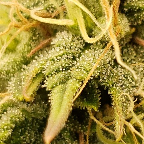 OG strain growlog timeline photo