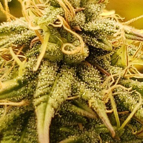 OG strain growlog timeline photo