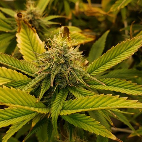 OG strain growlog timeline photo