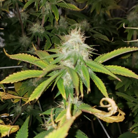 OG strain growlog timeline photo