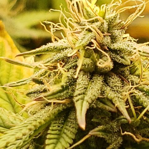 OG strain growlog timeline photo
