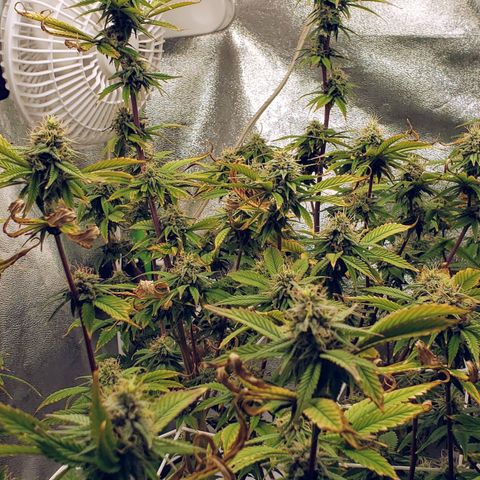 OG strain growlog timeline photo