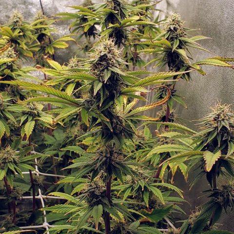 OG strain growlog timeline photo