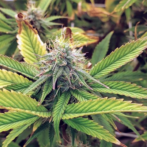 OG strain growlog timeline photo