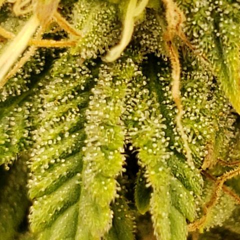 OG strain growlog timeline photo