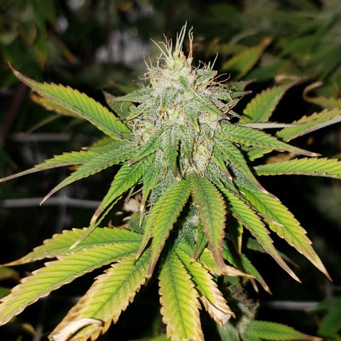OG strain growlog timeline photo