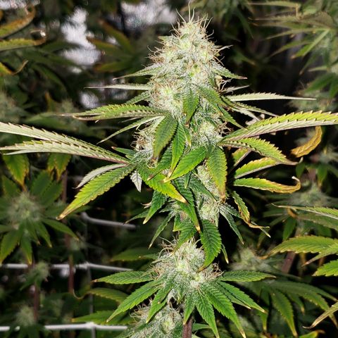 OG strain growlog timeline photo