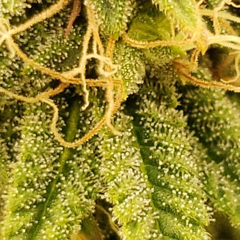 OG strain growlog timeline photo