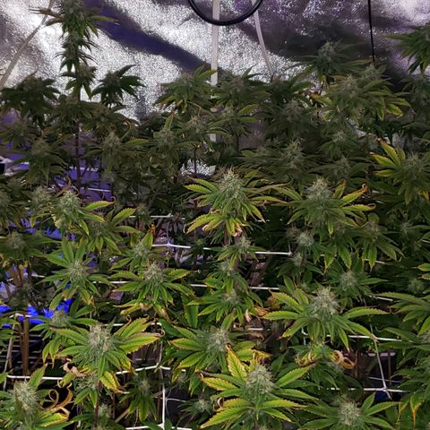 OG strain growlog timeline photo
