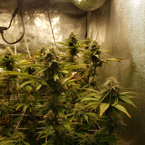 OG strain growlog timeline photo