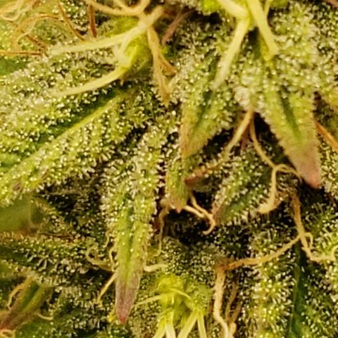 OG strain growlog timeline photo