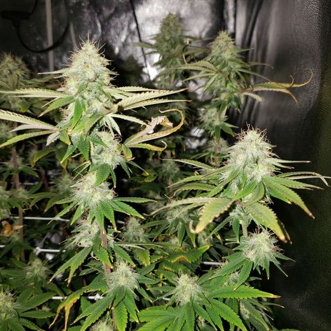 OG strain growlog timeline photo