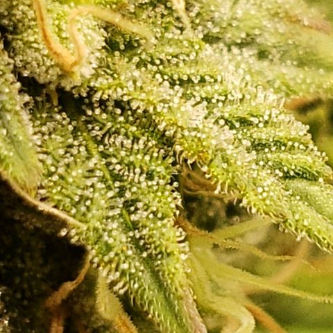 OG strain growlog timeline photo